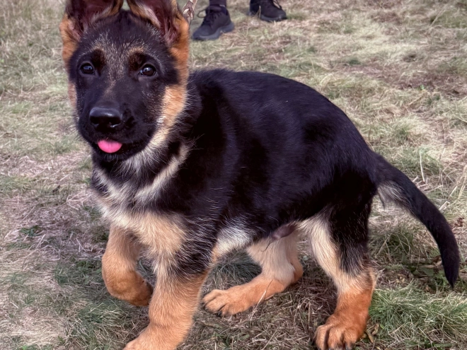 German Shepherd Dog puppy for sale
