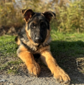 Jabba, black and tan Pastor Alemán en venta