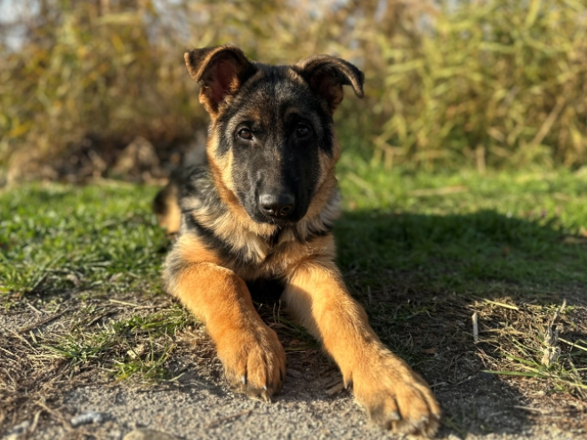 German Shepherd Dog puppy for sale