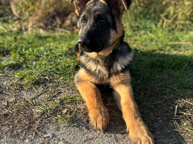German Shepherd Dog puppy for sale