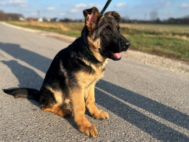 German Shepherd Dog puppy for sale