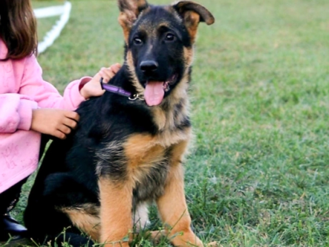 German Shepherd Dog puppy for sale