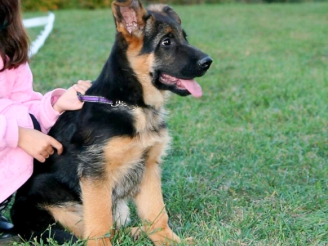 German Shepherd Dog puppy for sale