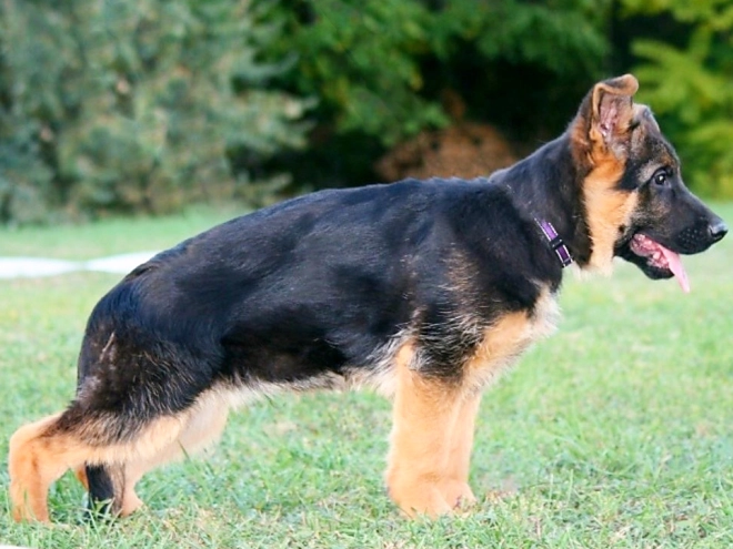 German Shepherd Dog puppy for sale
