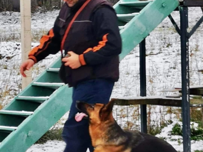 German Shepherd Dog puppy for sale