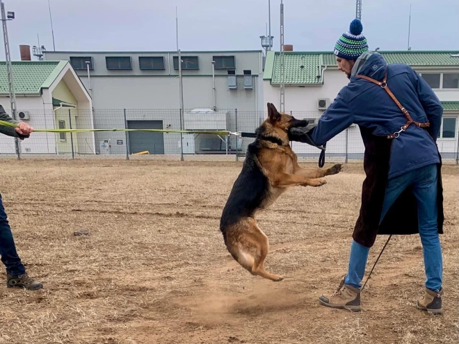German Shepherd Dog puppy for sale