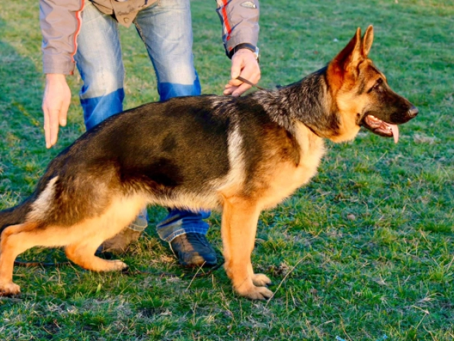 German Shepherd Dog puppy for sale