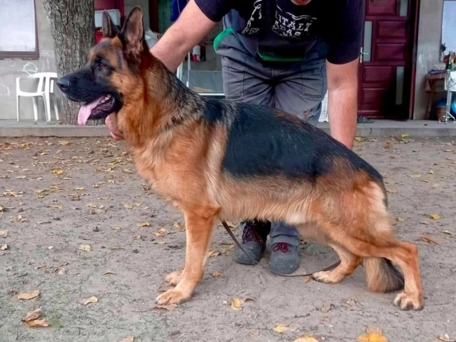 German Shepherd Dog puppy for sale