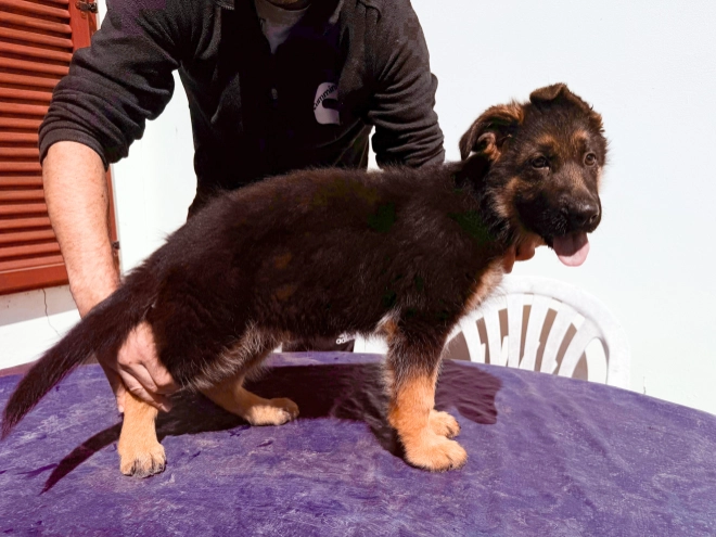 German Shepherd Dog puppy for sale