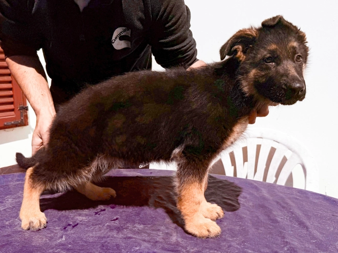 German Shepherd Dog puppy for sale