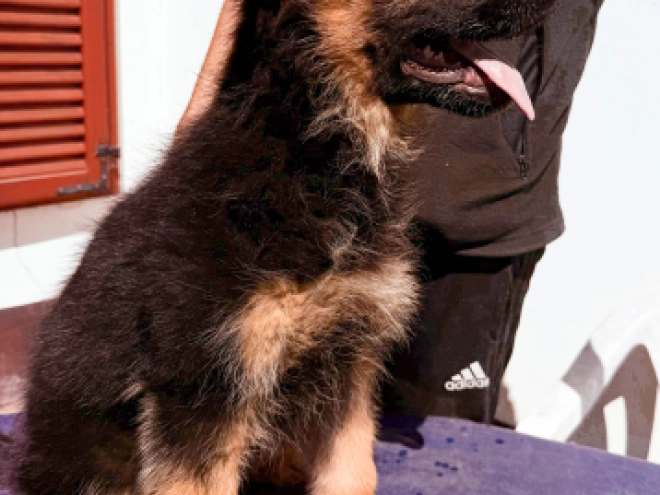 German Shepherd Dog puppy for sale