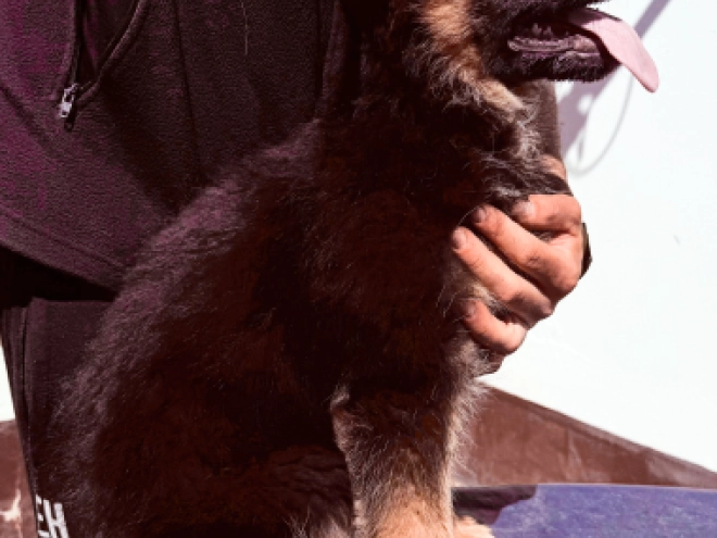 German Shepherd Dog puppy for sale