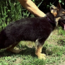 Virginia, black and tan Deutscher Schäferhund Welpen kaufen