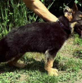 Deutscher Schäferhund Welpe kaufen