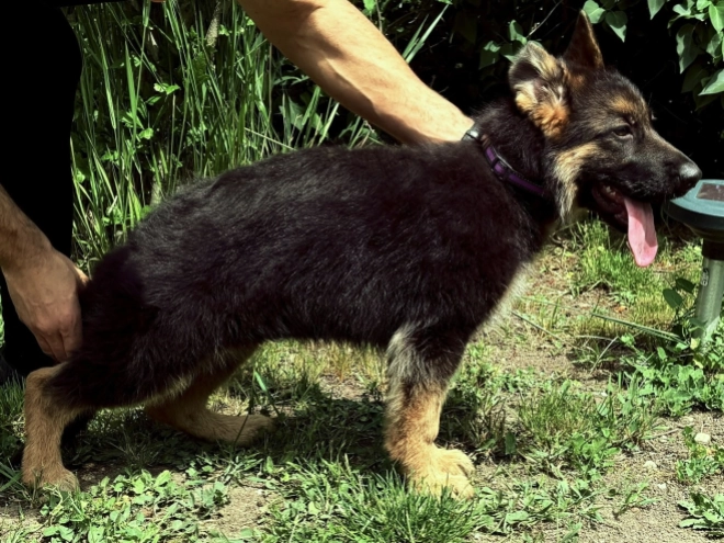 German Shepherd Dog puppy for sale