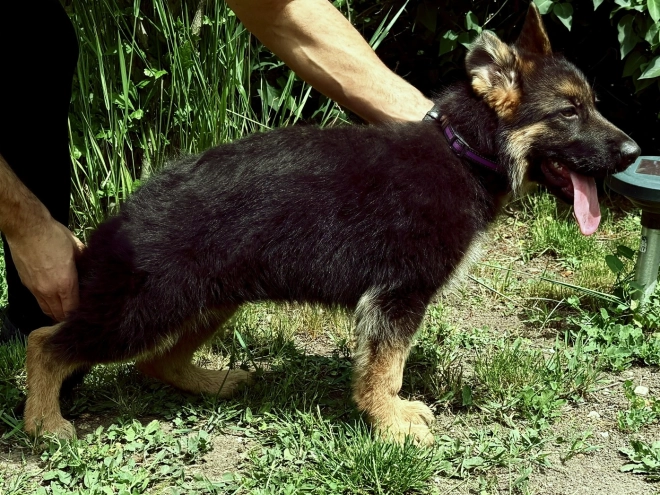 German Shepherd Dog puppy for sale