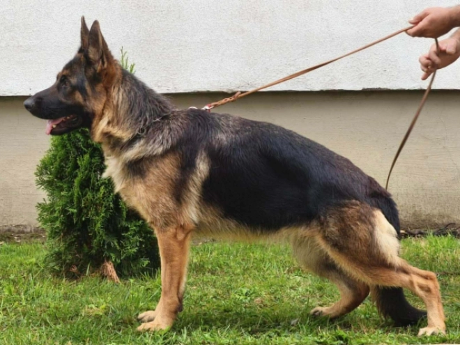 German Shepherd Dog puppy for sale