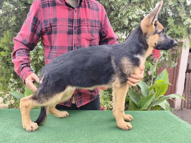 German Shepherd Dog puppy for sale