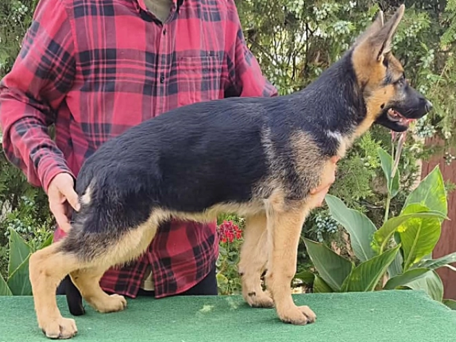 German Shepherd Dog puppy for sale