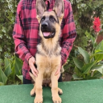 Evi, black and tan German Shepherd Dog for sale