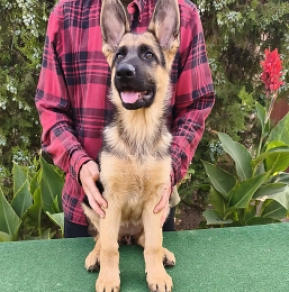 German Shepherd Dog puppy for sale