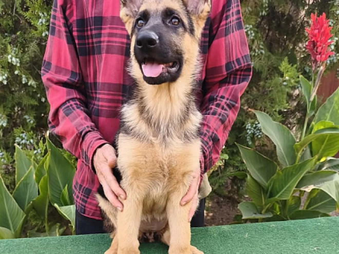 German Shepherd Dog puppy for sale
