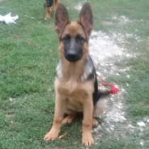 Evi, black and tan German Shepherd Dog for sale