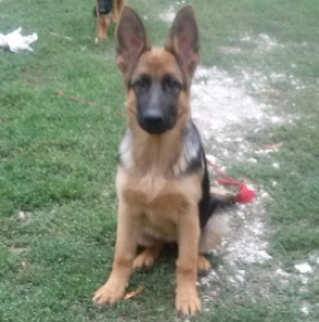 German Shepherd Dog puppy for sale
