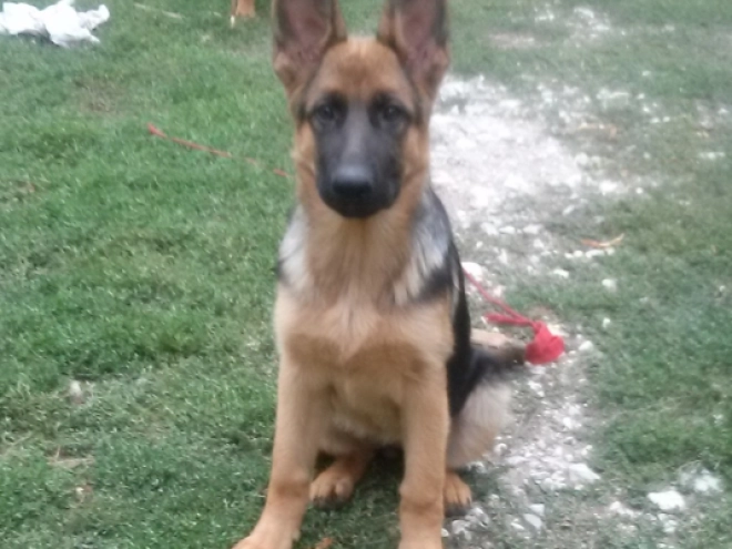 German Shepherd Dog puppy for sale