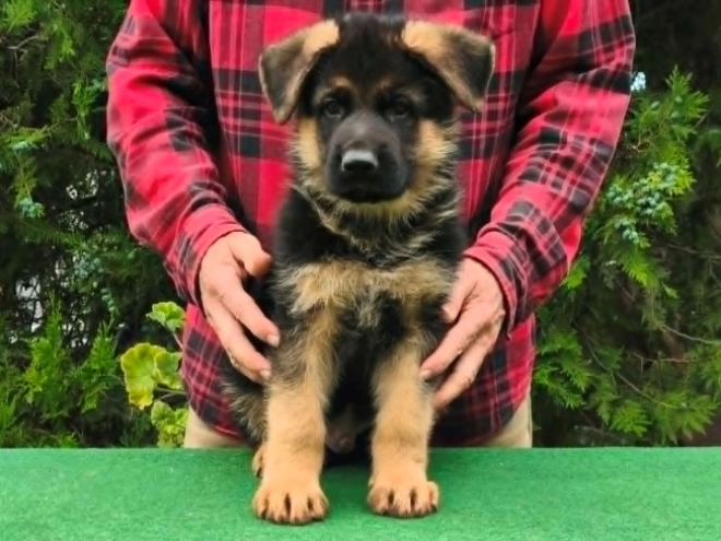 Deutscher Schäferhund Welpe kaufen