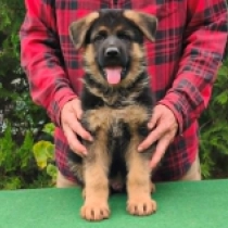 Enzo, black and tan Deutscher Schäferhund Welpen kaufen