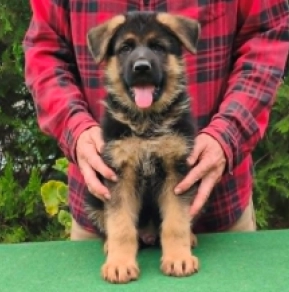 Perros Pastor Alemán en venta