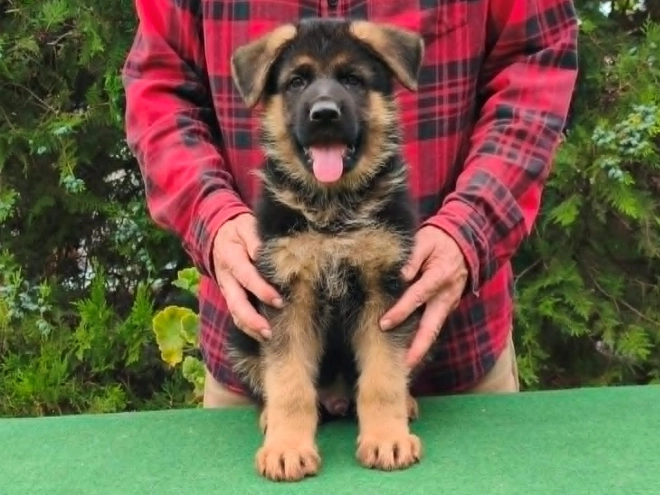 Deutscher Schäferhund Welpe kaufen