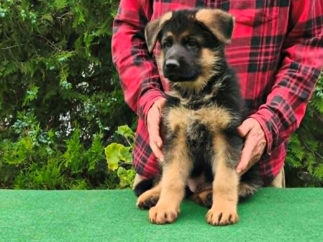 Deutscher Schäferhund Welpe kaufen
