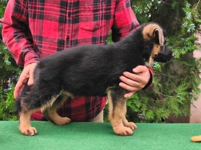 Deutscher Schäferhund Welpe kaufen