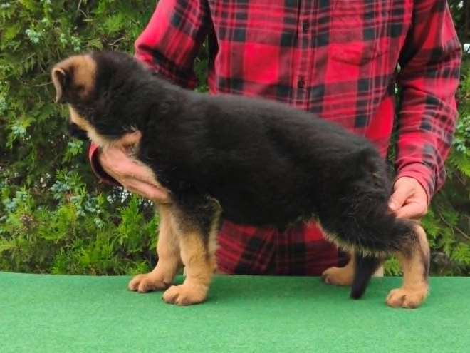 Deutscher Schäferhund Welpe kaufen