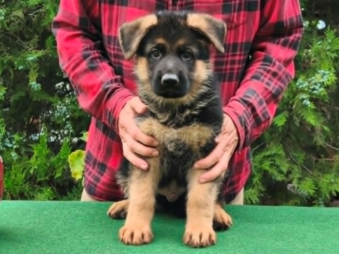 Deutscher Schäferhund Welpe kaufen