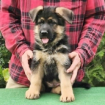 Esko, black and tan Deutscher Schäferhund Welpen kaufen