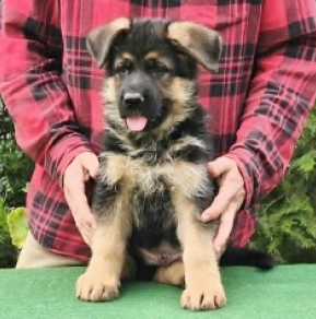 Deutscher Schäferhund Welpe kaufen