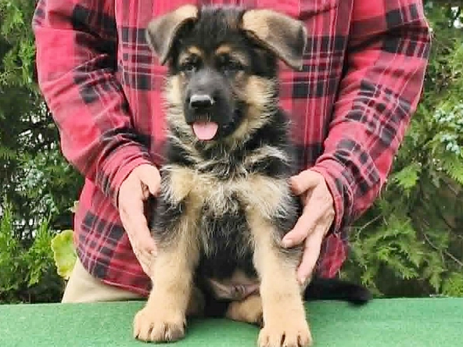 Deutscher Schäferhund Welpe kaufen