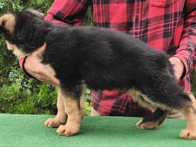 Deutscher Schäferhund Welpe kaufen