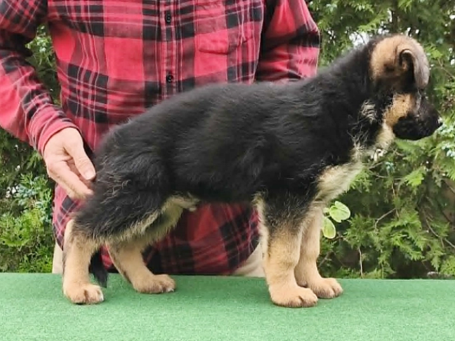 Deutscher Schäferhund Welpe kaufen