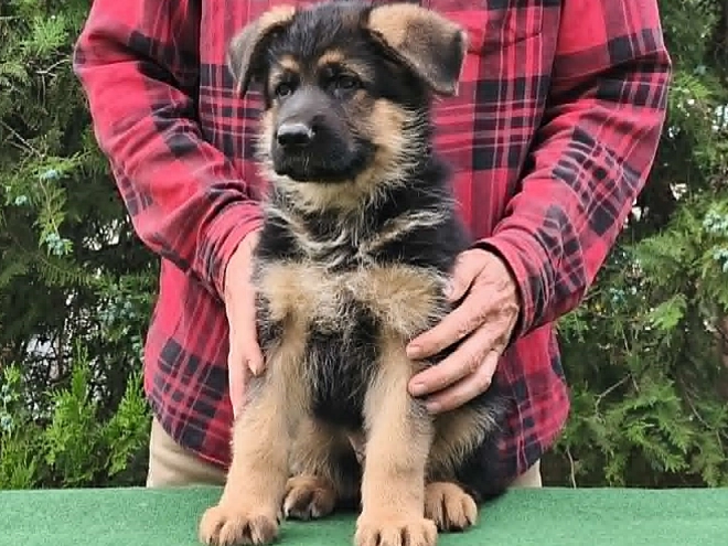Deutscher Schäferhund Welpe kaufen