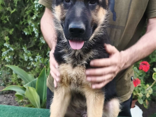 German Shepherd Dog puppy for sale