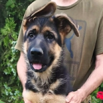 Esko, black and tan German Shepherd Dog for sale