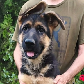 Esko, black and tan German Shepherd Dog for sale