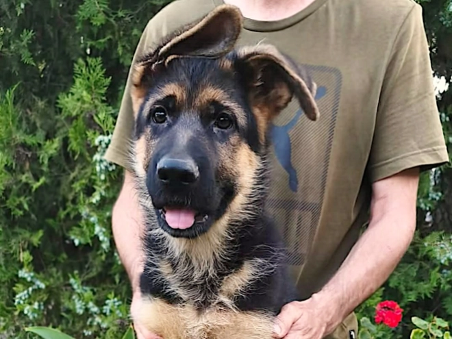 German Shepherd Dog puppy for sale