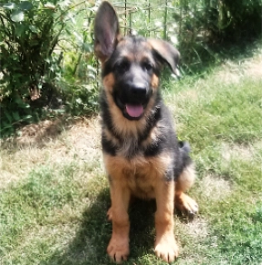 Perros Pastor Alemán en venta