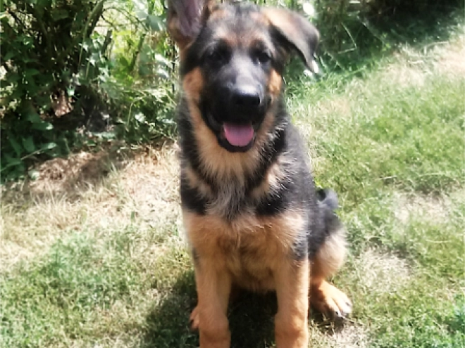 Perros Pastor Alemán en venta