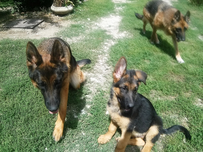 Perros Pastor Alemán en venta